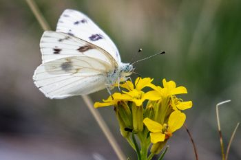 White butterfly on western wallflower just beginning to bloom.