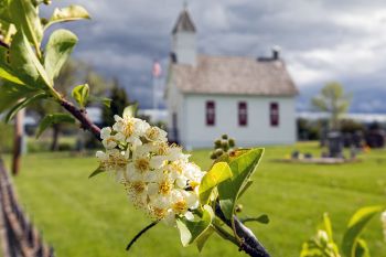 Chokecherry blossoms on the edge of Little Dane Church yard in rural Lawrence County.