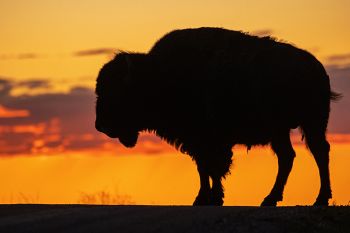 Badlands bison silhouetted against the sunset sky along Sage Creek Wilderness Road.