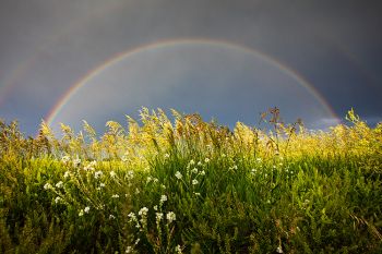 Double rainbow with the grasses and flowers of a highway approach in the foreground.