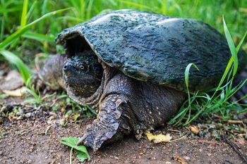 Snapping turtle near Lake Campbell showing off its deep green shell.