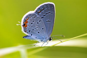 Eastern-tailed blue butterfly at Aurora Prairie Preserve in Brookings County.