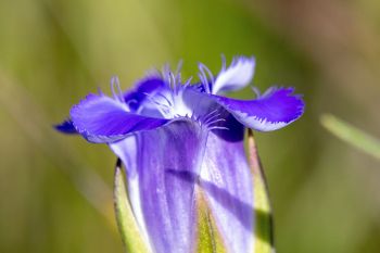 Lesser-fringed gentian flower in the fens of southern Roberts County near Summit.
