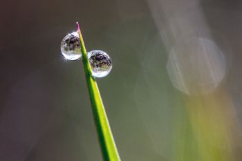 Dew drops on grass at Wind Cave.