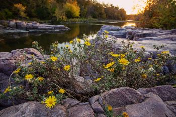 Late wildflowers on the rocks of Palisades State Park near sunset.
