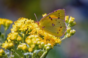 Clouded sulphur on goldenrods in bloom at Lake Herman State Park.