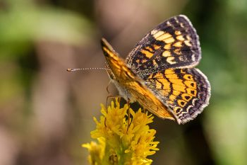 Pearl crescent on goldenrod at Lake Herman State Park.