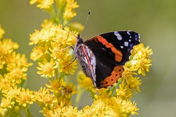 Red admiral on goldenrod at Lake Herman State Park.