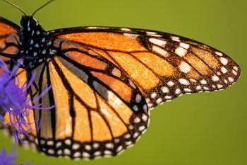 Backlit monarch wings at the Dells of the Big Sioux near Dell Rapids.