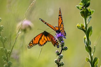 Two monarchs at Lake Herman State Park.