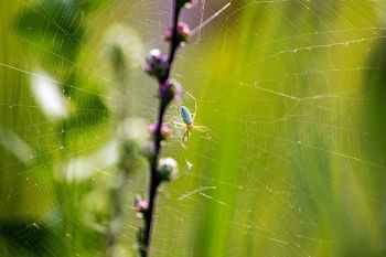 A spider’s lair amongst the wildflowers and grass at Lake Herman State Park.