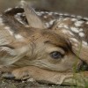 A fawn rests in this photo by Chad Coppess of South Dakota Tourism.