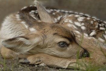 A fawn rests in this photo by <a href='http://www.dakotagraph.com/' target='_blank'>Chad Coppess</a> of South Dakota Tourism.