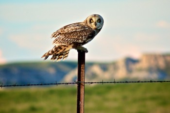 An owl who calls the Slim Buttes in Harding County home.