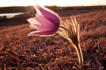 Pasque flower in Vermillion River breaks just south of Lake Vermillion Recreation Area.