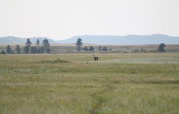 Wildlife is abundant in the broad, grassy plains of Hay Flats in Custer State Park.