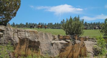 Mustangs from the Black Hills Wild Horse Sanctuary watch from the bluff.