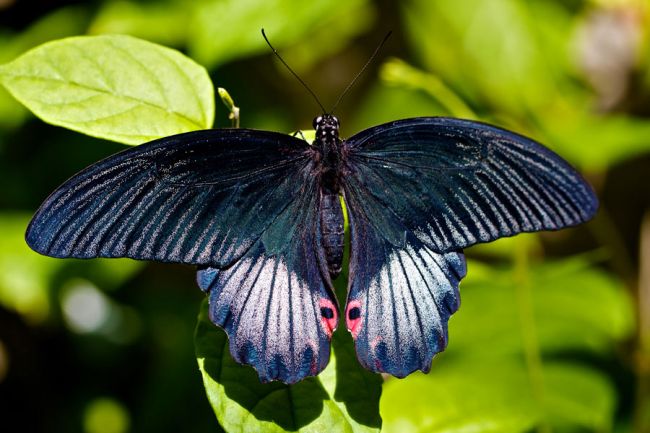 Sertoma Butterfly House