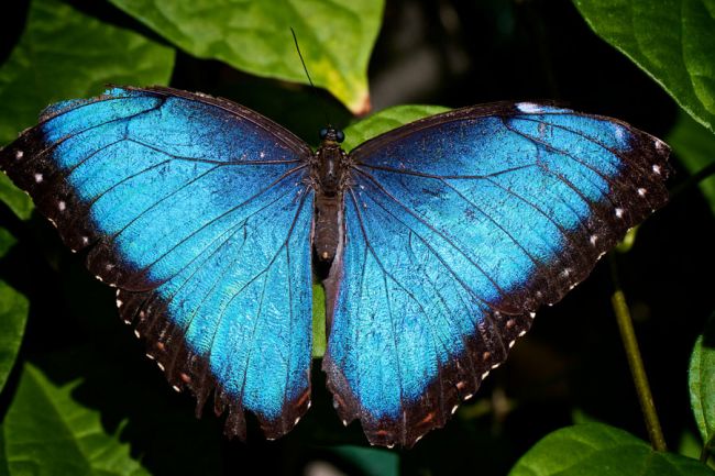 Sertoma Butterfly House