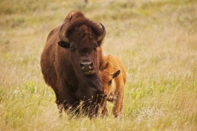 The Rugged Spirituality Of Bear Butte