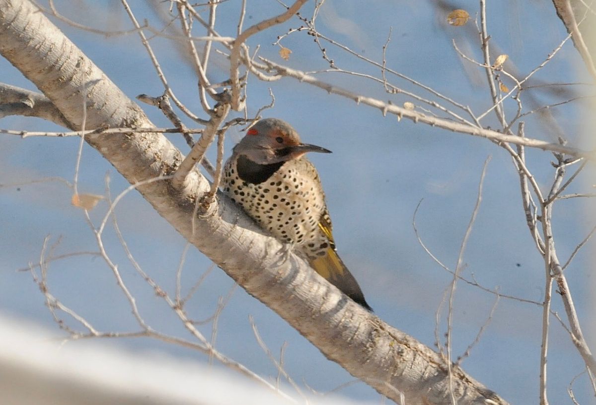 Counting Birds in South Dakota