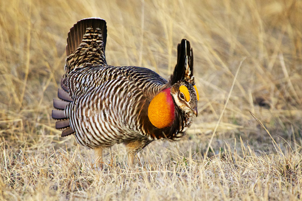 The Chicken Dance