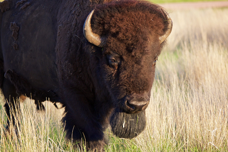 The Enchanting Black HIlls