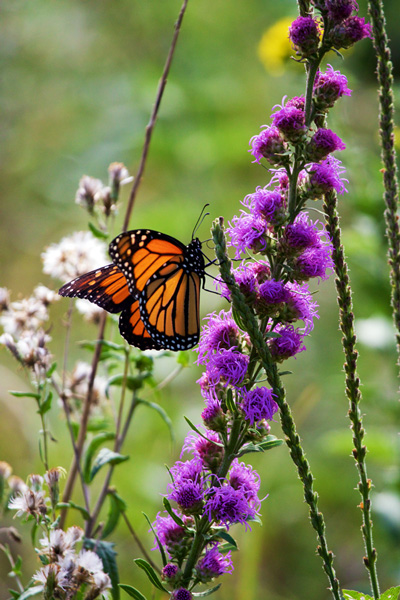 Farewell to the Monarchs