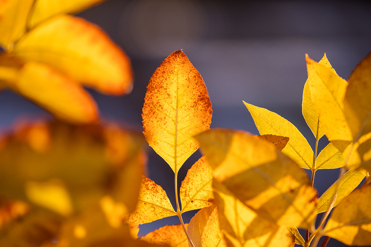 Autumn Postcards