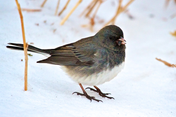 Christian Begeman: Winter is for the Birds