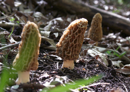 morel mushroom hunting s dakota