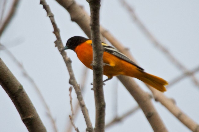 Baltimore Oriole - South Dakota Birds and Birding