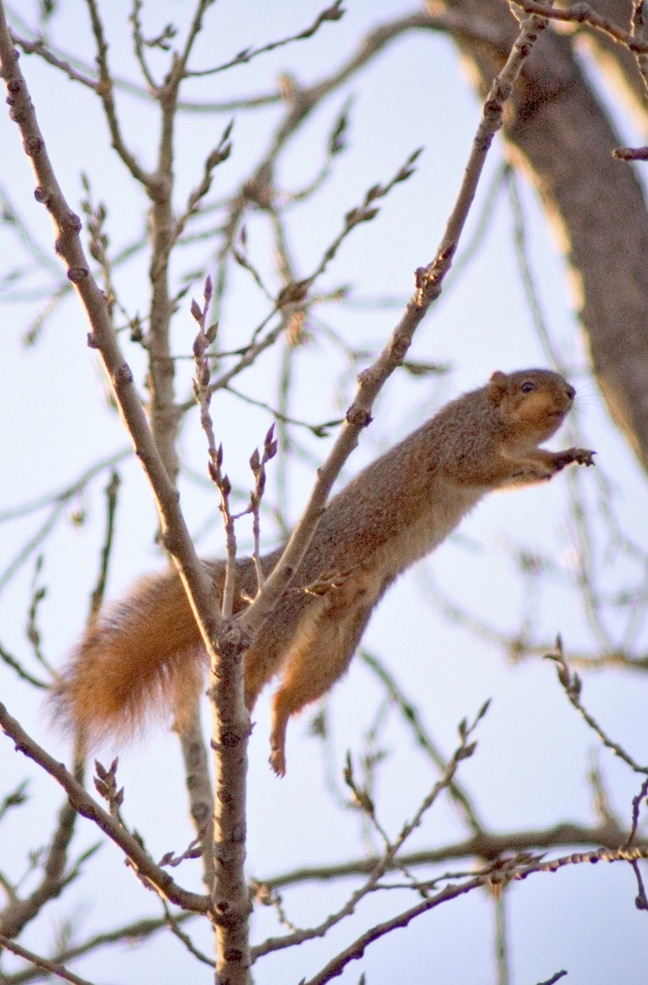 Backyard Wildlife