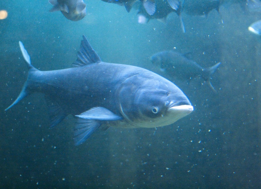 can-we-live-with-asian-carp