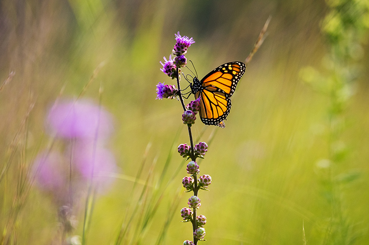 Bye Bye Butterflies