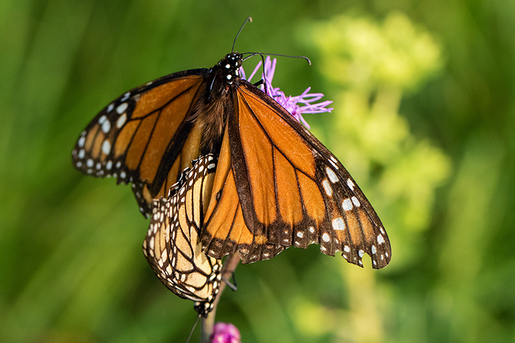 Bye Bye Butterflies