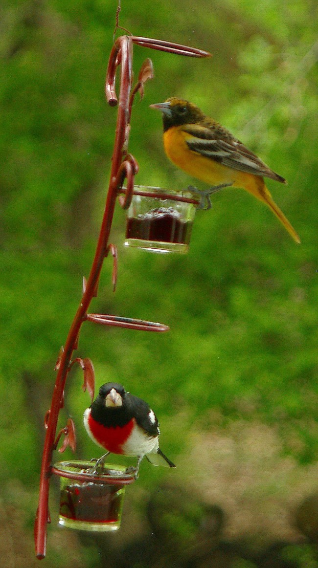 Baltimore Oriole - South Dakota Birds and Birding