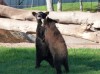 Bear Country USA is home to the largest collection of privately owned black bear in the world.