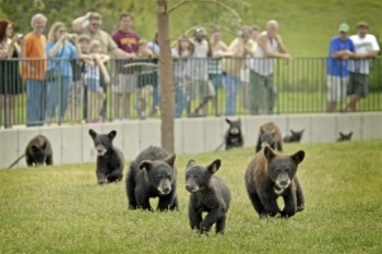Cubs frolic at Bear Country USA. Photo courtesy of South Dakota Department of Tourism.
