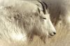 A mountain goat rests in the grass at the foot of Mount Rushmore.