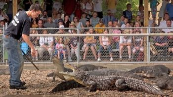 Seeing crocodiles, alligators and other wild beasts in action is part of the fun at Reptile Gardens. Photo by <a href='http://www.dakotagraph.com' target='_blank'>Chad Coppess</a> of South Dakota Tourism. Click to enlarge photos.