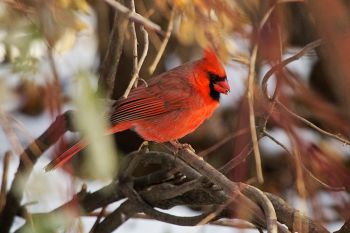 A male cardinal in Terrace Park at Covell Lake in Sioux Falls.