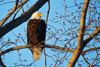 A bald eagle along the road on the east side of Newton Hills State Park.