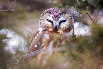 Sleepy Northern Saw-whet owl at Newton Hills State Park.