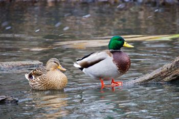 A mallard drake and his lady friend in a light snowfall in early December at the Sioux Falls Outdoor Campus.