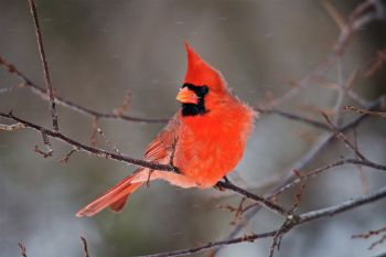 A male cardinal with snow falling at the Sioux Falls Outdoor Campus.