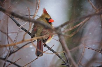 A shy female cardinal at Sioux Falls Outdoor Campus.