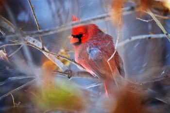 A male cardinal avoiding the photographer in a tangle of branches and unfallen leaves.
