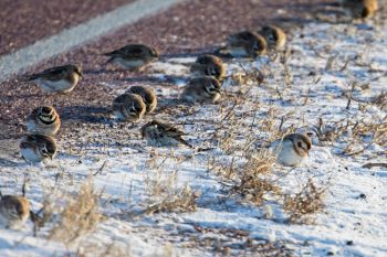 A mix of horned larks and Lapland longspurs dining along the side of a road in subzero temps north of Brandon.