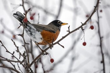 A robin that decided to winter at the Big Sioux Recreation Area near Brandon.